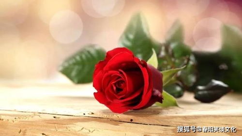  适合拍玫瑰花发朋友圈的句子--第1张
