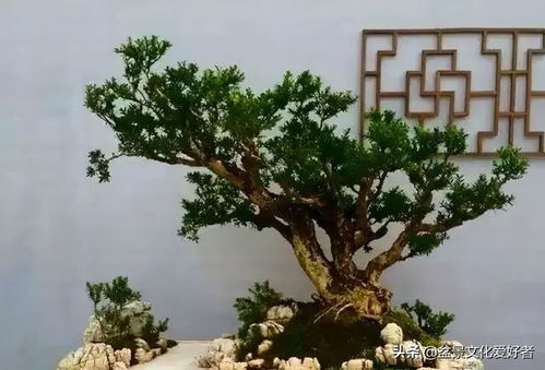  百年以上黄杨树价格，珍贵树种的收藏价值与市场行情--第1张