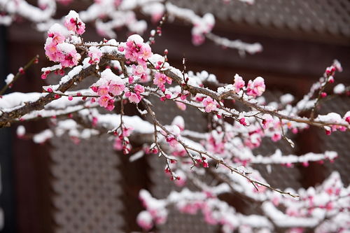  梅花励志名句，梅花励志，坚韧不拔，傲立雪中，绽放生命之花--第1张