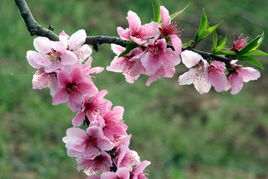  春天开什么花，春天开的花有，樱花、桃花、杏花、海棠、牡丹、芍药等。--第1张