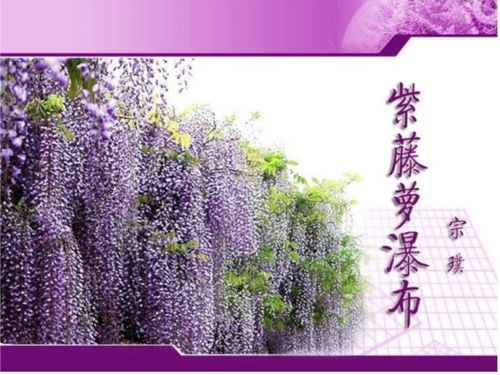 紫藤萝瀑布的作者--第1张