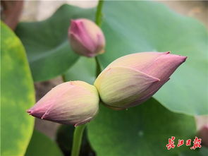  并蒂莲和荷花的区别，是，，并蒂莲和荷花的异同之处--第1张