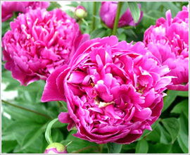  重瓣芍药的花语，无尽的爱与美丽，重瓣芍药的花语，美丽与无尽的爱。--第1张
