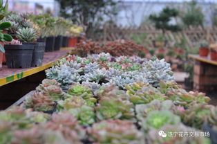  遂宁鲜花批发，引领市场潮流，打造美丽生活，遂宁鲜花批发，打造美丽生活的新潮流--第1张