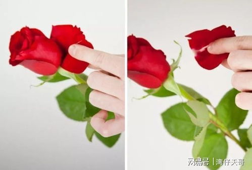  玫瑰花插在水里的养护方法--第1张