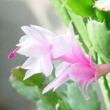  一月开什么花，一月开梅花、水仙花、雪花等。--第1张