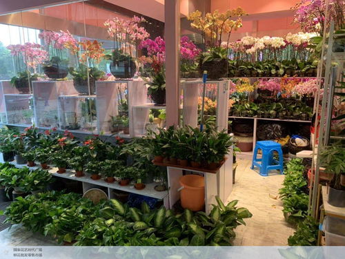  上海浦东鲜花批发市场，鲜花的海洋，生活的色彩，上海浦东鲜花批发市场，鲜花的海洋，生活的色彩，探寻色彩背后的故事--第1张