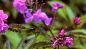  大叶碎米荞，神奇的绿色宝藏--第1张