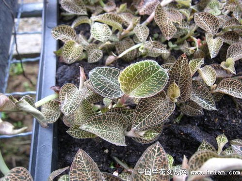  金线莲种植靠谱吗，金线莲种植是否靠谱--第1张
