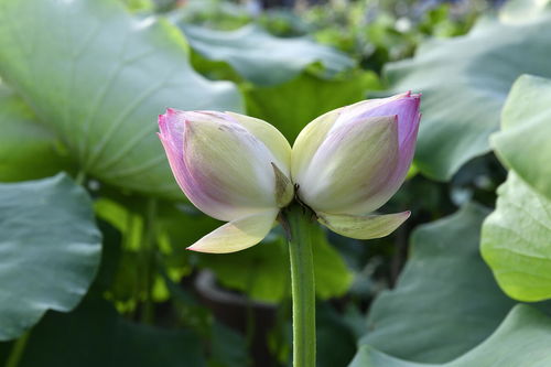  并蒂莲开是什么意思，并蒂莲开的神秘寓意--第1张