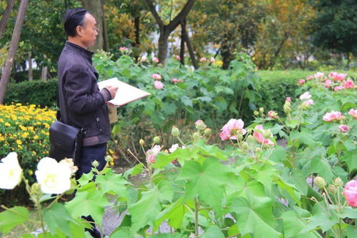  芙蓉树下--第1张