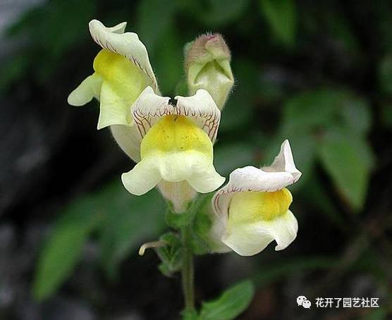  金鱼草的花语和寓意--第1张