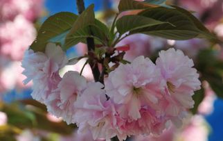  樱花的花语与象征寓意，樱花的花语，爱情、纯洁、淡泊、美好与希望--第1张