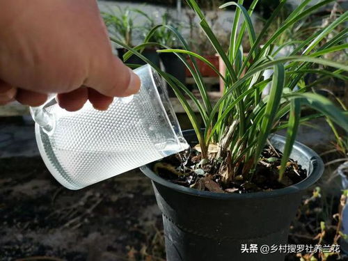  兰花浇水的正确方法--第1张