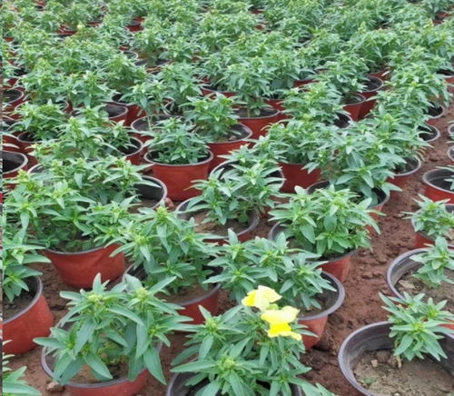  金鱼草怎么养才能开花--第1张