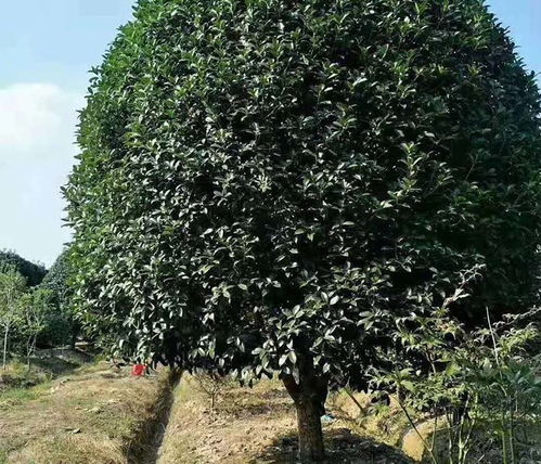  河南紧急求购苗木信息--第1张