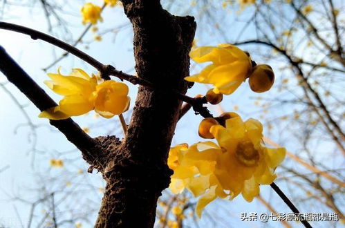  腊梅花有几种颜色，腊梅花的颜色有几种--第1张