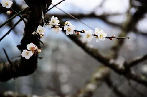  梅花的特点与品质，梅花的特点与品质，坚韧不拔的花中君子--第1张