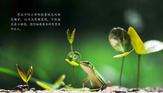  月桂树叶图片，自然之美与独特价值的完美结合，月桂树叶的自然之美与独特价值，图片欣赏--第1张