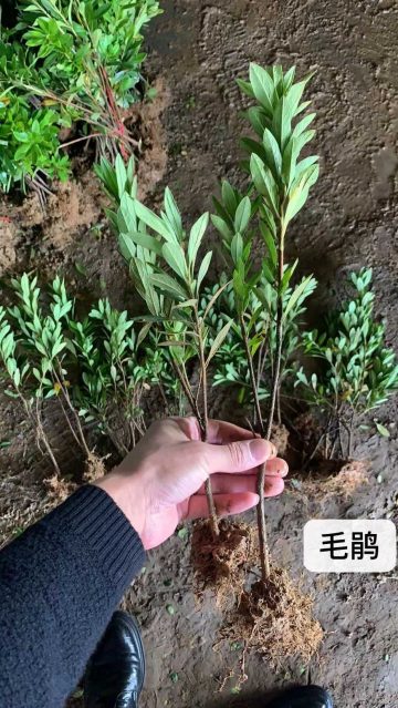  毛鹃小苗价格--第1张