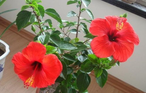  四大名花是哪四种花，四大名花是指牡丹、琼花、菊花和杜鹃花。--第1张