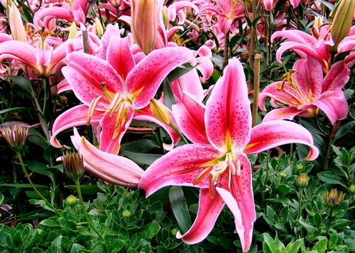  百合花花语和寓意表--第1张