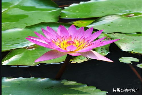  莲花特点及象征意义，莲花特点及象征的纯洁与美好--第1张