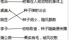  不同种子的传播方式--第1张