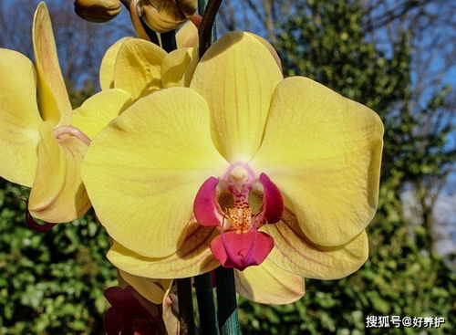  蝴蝶兰哪个颜色最贵，蝴蝶兰哪个颜色最贵之红色蝴蝶兰最贵。--第1张