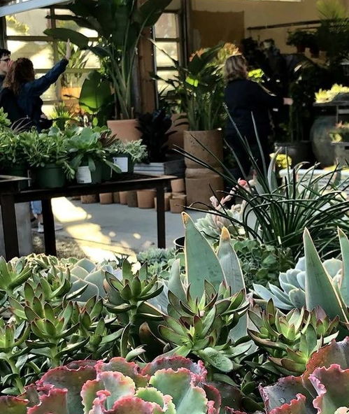  烟台鲜花配送店，传递美好，传递爱，烟台鲜花配送店，传递美好，传递爱的使者--第1张