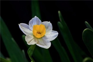  水仙花有毒吗，水仙花是否有毒--第1张