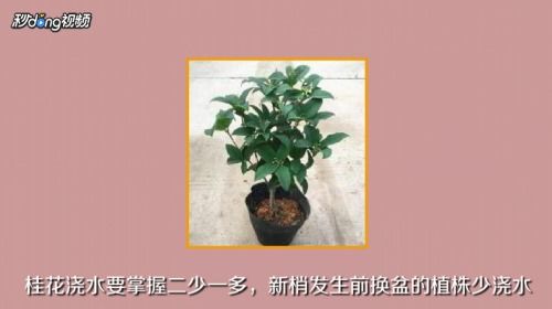  四季桂花的魅力--第1张