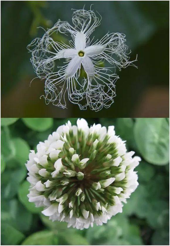  春天的花海，探索其他开放的鲜花，春天的花海探索之旅--第1张