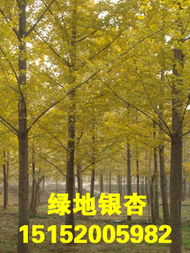  银杏树图片高清图，秋天的使者，自然的瑰宝--第1张