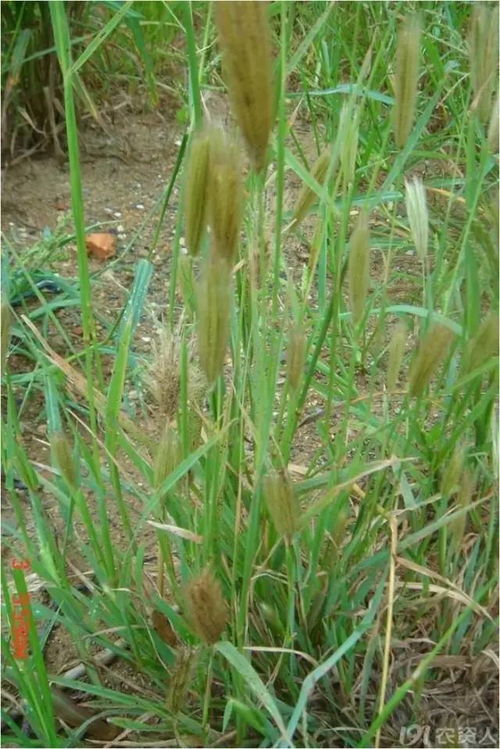  虎尾草，神秘的自然之谜，虎尾草的神秘自然之谜--第1张