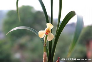  竹子梅花兰花荷花的象征意义--第1张