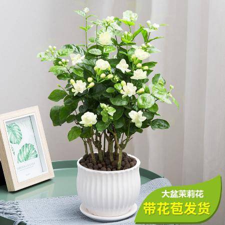  清香木开花图片，清香木开花美图--第1张