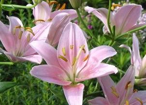  水仙百合花图片，自然与优雅的完美结合，水仙百合花，自然与优雅的完美结合之花图片--第1张