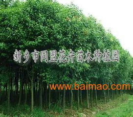  大叶女贞树苗，种植、养护与价值--第1张