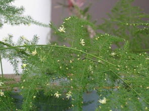  文竹会开花吗？图片，文竹会开花吗？看图解谜--第1张