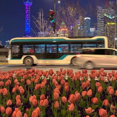  玫瑰花头像图片大全，浪漫与美丽的完美结合--第1张