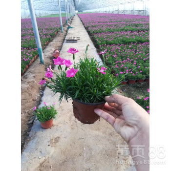  欧石竹做草坪，能活几年？--第1张
