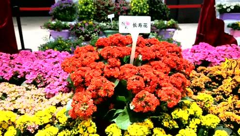  花种类大全，花种类大全，各种美丽的花卉品种介绍--第1张