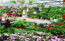  杭州最大的鲜花市场——探寻杭州花圃鲜花交易市场--第1张