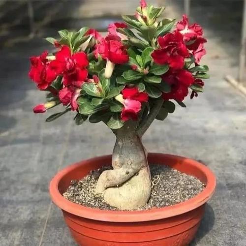  火鹤花的浇水秘诀，掌握频率，让你的花卉更美丽--第1张