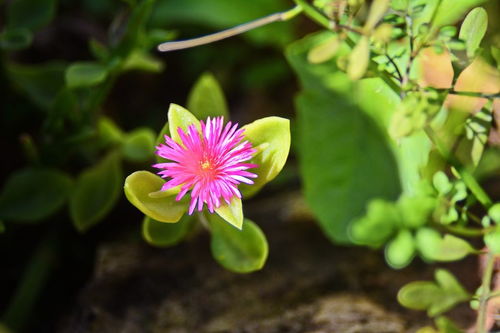  代表友情的花是什么花，代表友情的花有，百合花、向日葵、木槿、栀子花。--第1张