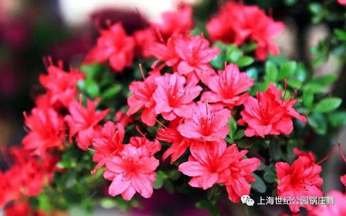  适合送朋友的花及花语--第1张