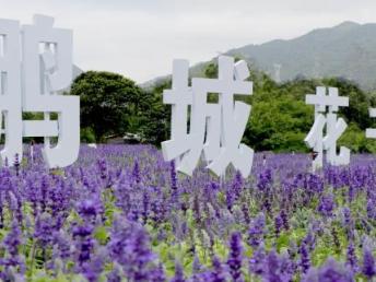  深圳坪山送花--第1张
