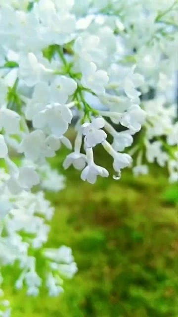  丁香花歌曲--第1张