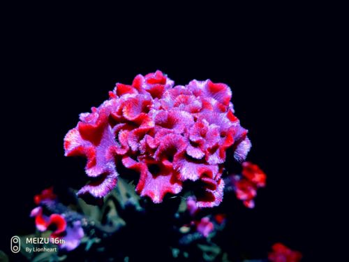  香叶树，自然界的美丽之花--第1张